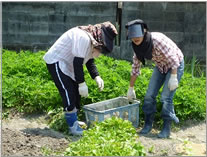 収穫作業中